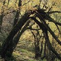 Bosque mixto atlantico